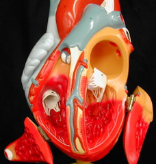 Анатомия и физиология сердца